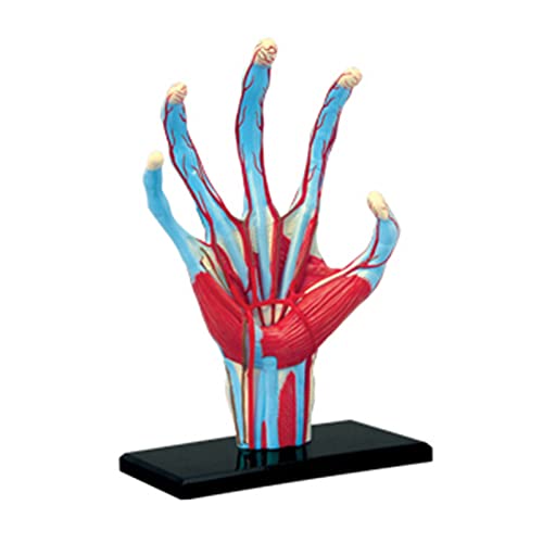 Menschliches Hand-Skelett-Modell, anatomisches Modell, Anatomie-Geschenk, Kinder, Puzzle, pädagogische innere Organe, menschliche Hand, anatomische Modelle der für Schüler Anatomie Menschliches Hand-Skelett-Modell, anatomisches Modell, Anatomie-Geschenk, Kinder, Puzzle, pädagogische innere Organe, menschliche Hand, anatomische Modelle der für Schüler Anatomie von Mirweon