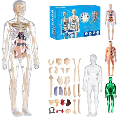Organizeh Klares Modell Der Menschlichen Körperstruktur, 29-Teiliger Transparenter 3D-Anatomiemodellbausatz, Abnehmbare Organknochen-Bausätze, DIY-Bausätze Den Torso, Anatomie in Organgröße(#A) von Mlthcig