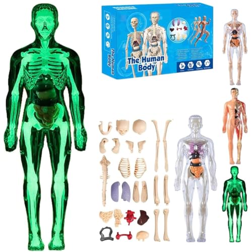Organizeh Klares Modell Der Menschlichen Körperstruktur, 29-Teiliger Transparenter 3D-Anatomiemodellbausatz, Abnehmbare Organknochen-Bausätze, DIY-Bausätze Den Torso, Anatomie in Organgröße(#C) von Mlthcig