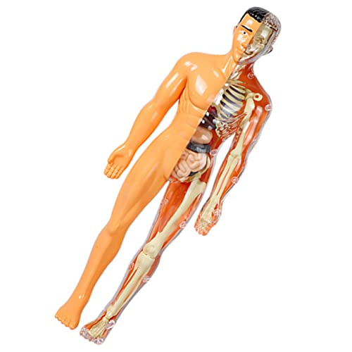 Menschliches Organmodell Skelett-puzzle Für Den Menschlichen Körper Lernspielzeug Für 5-7 Menschliche Anatomie Für Modell Der Menschlichen Anatomie Plastik Mobestech von Mobestech