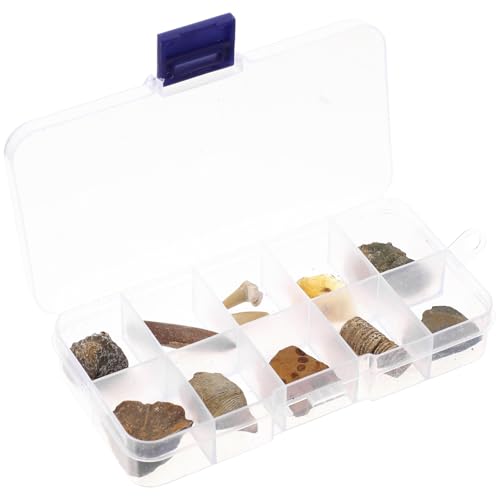 Mobestech 1 Satz Biologische Fossilien Erziehungswissenschaftliches Exemplar Meereslebewesen Exemplare Bernstein Felsen Trilobite Fossilien Versteinert Paläontologie Desktop-ornament 10st von Mobestech