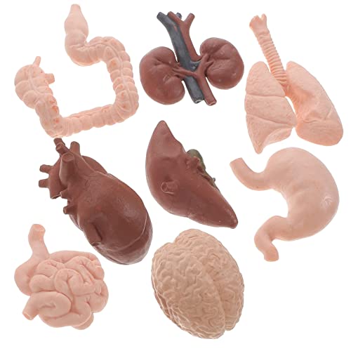 Mobestech 1 Satz Menschliches Organmodell Lernspielzeug Für Körperteile Amphibisches Modell Menschliche Anatomie Organe Studentische Lehrorgel Requisiten Für Den Orgelunterricht Plastik 8st Mobestech 1 Satz Menschliches Organmodell Lernspielzeug Für Körperteile Amphibisches Modell Menschliche Anatomie Organe Studentische Lehrorgel Requisiten Für Den Orgelunterricht Plastik 8st von Mobestech