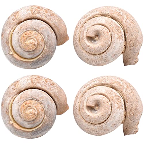Mobestech Set Für Jungen Und Mädchen 4-teiliges Muschelproben-spielzeug Pädagogisches Für Den Unterricht von Mobestech