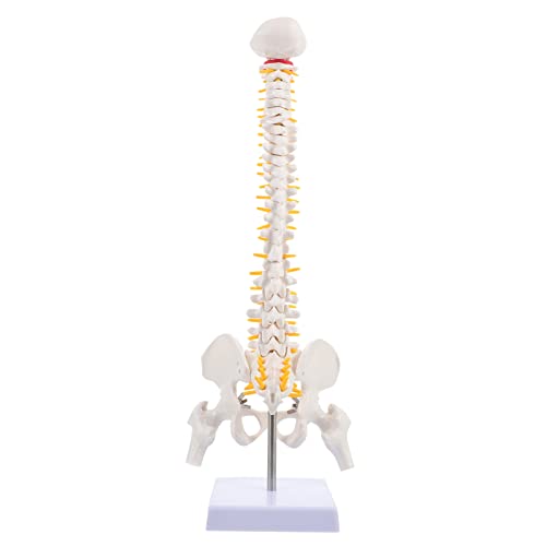 Mobestech 45cm Wirbelsäule Anatomie Modell Pvc Spalte Nerven Zweige Bandscheibenvorfall Bildung Werkzeug von Mobestech