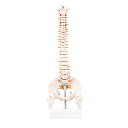 Mobestech 1Stück Anatomisches Wirbelsäulenmodell aus Detaillierte mit Becken Kreuzbein Spinalnerven für Medizinische Ausbildung Präsentation Mobestech 1Stück Anatomisches Wirbelsäulenmodell aus Detaillierte mit Becken Kreuzbein Spinalnerven für Medizinische Ausbildung Präsentation von Mobestech