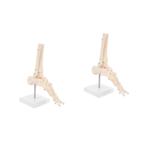Mobestech 2 Stk Fuß Anatomie Fußgelenkmodell Fußknochenmodell Menschliches anatomisches Modell Fuß-Knöchel-Modell Modelle menschliches Skelettmodell aus Kunststoff PVC-Knöchelgelenkmodell von Mobestech