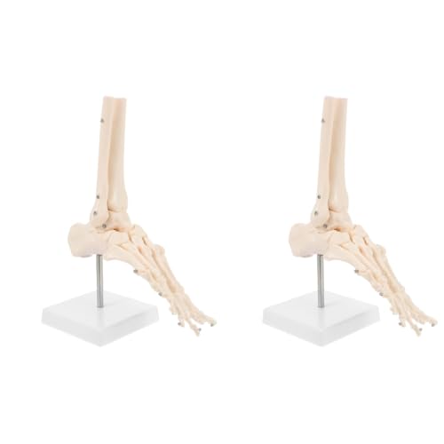 Mobestech 2 Stk Fuß Anatomie Modell Anatomie Anatomiemodell Skelett Menschlich Molekular Fußknochenmodell Fußgelenkmodell Aus Kunststoff Sprunggelenkmodell Aus Kunststoff Pvc von Mobestech