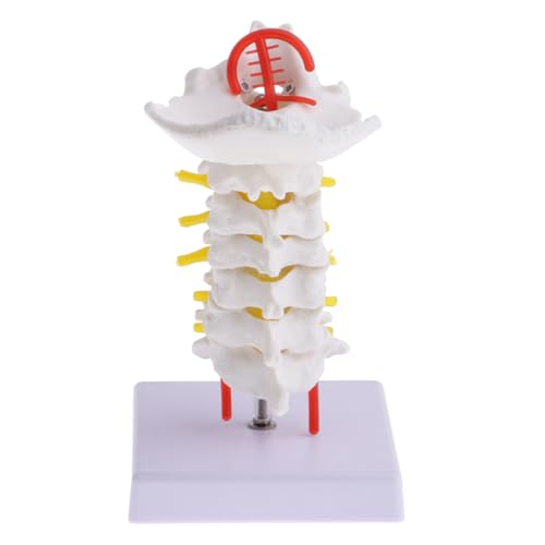 Mobestech 2 Stk Halswirbelsäule Mit Halsschlagader Menschlich Anatomie Wirbelsäulenmodell Nacken Geräte Skelettmodell Bausatz Anatomisch Gehirn Wirbelmodell Modell Der Halsschlagader Pvc Mobestech 2 Stk Halswirbelsäule Mit Halsschlagader Menschlich Anatomie Wirbelsäulenmodell Nacken Geräte Skelettmodell Bausatz Anatomisch Gehirn Wirbelmodell Modell Der Halsschlagader Pvc von Mobestech