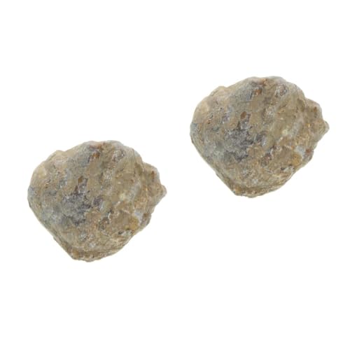 Mobestech 2St fossiles Exemplar für toys dekoäste naturwissenschaften spielsachen für Sand Wissenschafts-Kit pädagogisches Dekoration Muschel Mobestech 2St fossiles Exemplar für toys dekoäste naturwissenschaften spielsachen für Sand Wissenschafts-Kit pädagogisches Dekoration Muschel von Mobestech