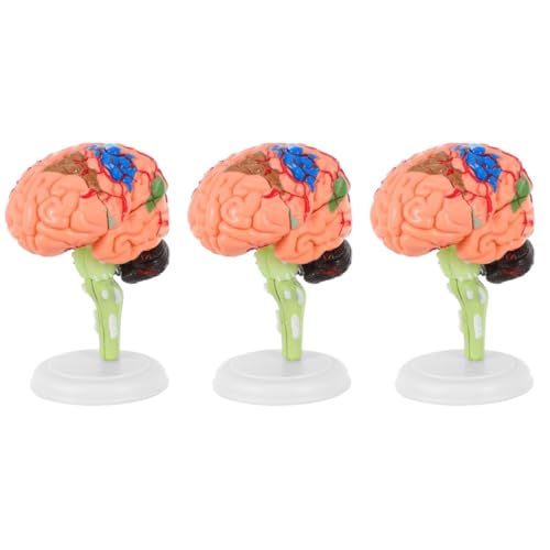 Mobestech 3 Stk Experimentelle Lehrmedizin schulsachen schulzeug menschlich Neurowissenschaften Puzzle Anatomiemodell Studie Luft Herz Anatomie Gehirnmodell Zusammengebautes Gehirnmodell PVC Mobestech 3 Stk Experimentelle Lehrmedizin schulsachen schulzeug menschlich Neurowissenschaften Puzzle Anatomiemodell Studie Luft Herz Anatomie Gehirnmodell Zusammengebautes Gehirnmodell PVC von Mobestech