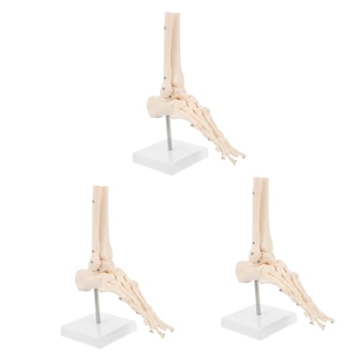Mobestech 3 Stk Fuß Anatomie Menschliches Fußmodell Menschliches Skelettmodell Aus Kunststoff Medizinische Untersuchungsmaterialien Menschliches Anatomisches Modell Knochen Pvc Lieferungen von Mobestech