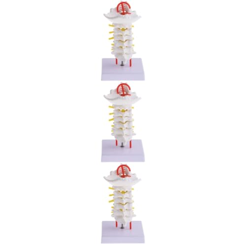 Mobestech 3 Stk Halswirbelsäule mit Halsschlagader Gehirn Wirbelmodell anatomisch Bausatz Nacken Geräte Wirbelsäulenmodell Lehrstütze medizinisches Lehrmittel Humanmedizinisches Modell PVC von Mobestech