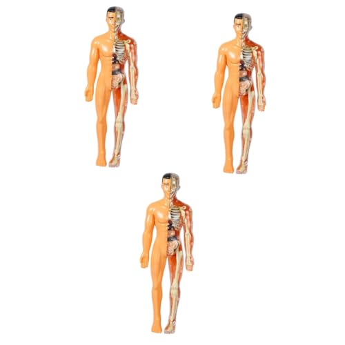 Mobestech 3st Menschliches Organmodell Menschliche Anatomie Für Wissenschafts-kits Für Anatomie-puzzle Für Den Menschlichen Körper Sezierset Für Plastik von Mobestech