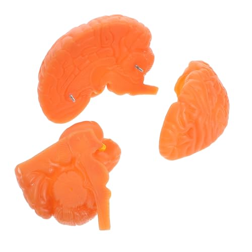 Mobestech Anatomisches Gehirnmodell mit Displaybasis Abnehmbar für Unterricht und Medizinische Studien für Klassenzimmer und von Mobestech