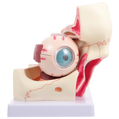 Mobestech Pädagogisches 3-fach Vergrößertes Augapfelmodell Pvc-lehrmittel Detaillierte Anatomie Des Menschlichen Auges Zum Lernen von Mobestech
