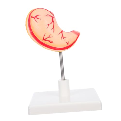 Mobestech Human Stomach Model für Wissenschaftliche Bildung Realistisches Anatomie Lehrmodell mit Abnehmbarem Design für Medizinische Ausbildung und Klinische Schulungen von Mobestech
