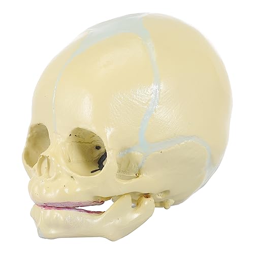Mobestech Schädel Figur Pvc Menschliches Kind Schädel Modell Versorgung Kunst Kopie Prop von Mobestech