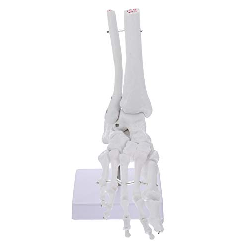 Mobestech Realistisches Fußknochenmodell Aus Pvc 1 Menschliches Sprunggelenk Drehbare Basis Perfekt Für Chirurgen Und Zum Unterrichten von Mobestech