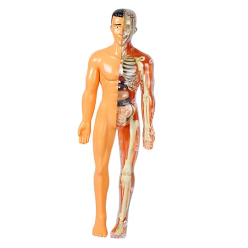 Mobestech Menschliches Organmodell Menschlicher Körper Spielzeug Für Kinder Von 5–7 Jahren Menschliche Anatomie Menschlicher Körper Puzzle Menschliches Körpermodell Für Kinder von Mobestech