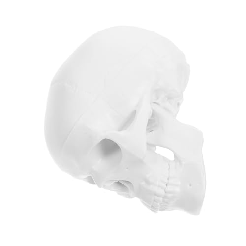 Mobestech Anatomisches Schädelmodell Zum Studium Winziger Skelette. Realistischer Menschlicher Schädel für und Handwerkliche Zwecke. von Mobestech