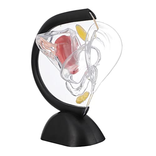 Mobestech Schaufensterpuppe Transparentes Uterus-modell Eierstock-modell Anatomie Des Menschlichen Körpers Menschliches Modell Puppe Mannequin Unterrichtsmaterialien Pvc Menschlicher Körper von Mobestech