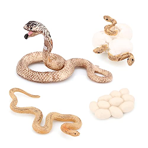 Mocturnity Realistisches Tier Leben Wachstum Zyklus Biologisches Modell Spielzeug Schlangen Wachstum Zyklus Biologisches Modell Wachstum Zyklus Mocturnity Realistisches Tier Leben Wachstum Zyklus Biologisches Modell Spielzeug Schlangen Wachstum Zyklus Biologisches Modell Wachstum Zyklus von Mocturnity