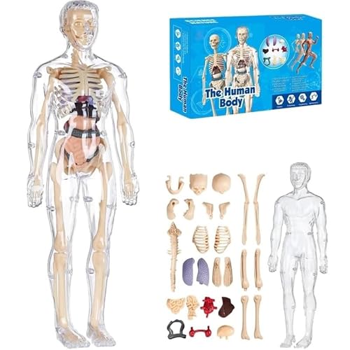 Human Body Structure Model, Organizeh Human Body Skeleton Model Kits with Instruction Guide, 29 Piece Transparent 3D Human Body Torso Model - Removable Organs, Bones (A) von Mounteps