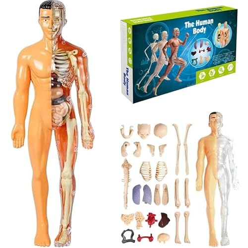 Human Body Structure Model, Organizeh Human Body Skeleton Model Kits with Instruction Guide, 29 Piece Transparent 3D Human Body Torso Model - Removable Organs, Bones (B) von Mounteps