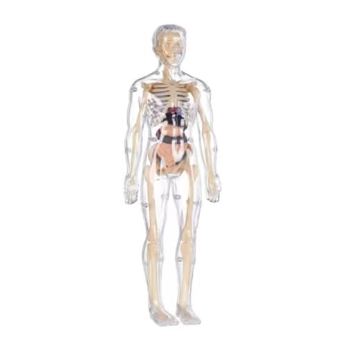 Modell der menschlichen Körperstruktur, Skelett-Modellbausätze mit Anleitung (evtl. nicht in deutscher Sprache), 29-teiliges transparentes 3D-Modell des menschlichen Körpers Torso - Abnehmbare Organe von Mounteps