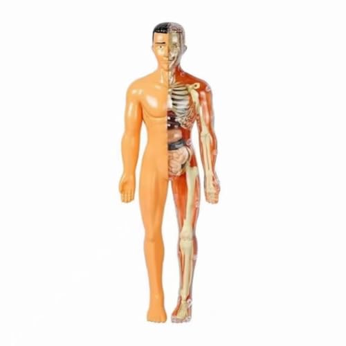 Modell der menschlichen Körperstruktur, Skelett-Modellbausätze mit Anleitung (evtl. nicht in deutscher Sprache), 29-teiliges transparentes 3D-Modell des menschlichen Körpers – abnehmbare Organe von Mounteps