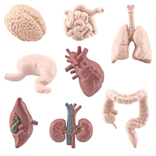 Mrisata Menschliches Modell Simulion 6 * 4 cm, 8 Stücke Simulation Menschlicher Körper Organe Modelle Lernspielzeug Vorschule Wissenschaft Heimschule Lehrmittel für Kinder von Mrisata