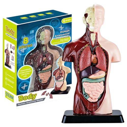 Human Body Model for Kids, 9.6 Inch Realistic Human Anatomy Toy with 6 Pcs Removable Organ Parts, Interactive Body Toy Educational Toys for Kids Aged 6+ Gifts Anatomy Toys Human Body Model for Kids, 9.6 Inch Realistic Human Anatomy Toy with 6 Pcs Removable Organ Parts, Interactive Body Toy Educational Toys for Kids Aged 6+ Gifts Anatomy Toys von Mskmnkot