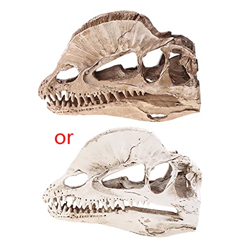 Dilophosaurus Dinosaurier Schädel Harz Kunsthandwerk Für Fossile Skelett Unterricht Model Raumdekor Für Teenager Mädchen Dilophosaurus Dinosaurier Schädel Harz Kunsthandwerk Für Fossile Skelett Unterricht Model Raumdekor Für Teenager Mädchen von Mtucegi