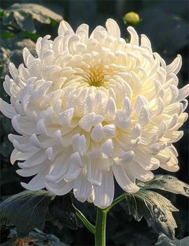 Puzzle 500 Teile für Erwachsene Große weiße Chrysantheme, Unmöglich Schwer Schwierig Herausfordernd Puzzles, Geschicklichkeitsspiel für die ganze Familie Puzzle 500 Teile für Erwachsene Große weiße Chrysantheme, Unmöglich Schwer Schwierig Herausfordernd Puzzles, Geschicklichkeitsspiel für die ganze Familie von Muaor