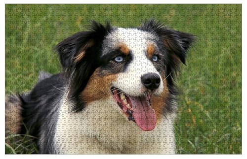 Australischer Schäferhund Holzpuzzles für Erwachsene, 1000 Teile, 76,2 x 50,8 cm Australischer Schäferhund Holzpuzzles für Erwachsene, 1000 Teile, 76,2 x 50,8 cm von Muyankissu