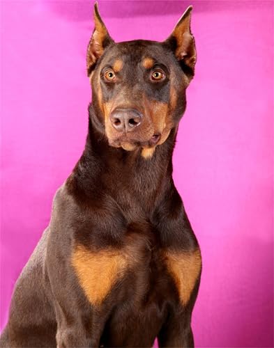 Brown Dobermann Dog Wooden Puzzles for Adults 1000 Piece Jigsaw Puzzles 76.2 cmx 50.8 cm Brown Dobermann Dog Wooden Puzzles for Adults 1000 Piece Jigsaw Puzzles 76.2 cmx 50.8 cm von Muyankissu