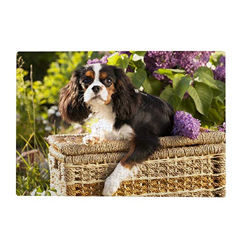 MyDaily 1000 Teile Puzzle für Erwachsene – Cavalier King Charles Spaniel Hund, Kinder Puzzlespiel von MyDaily