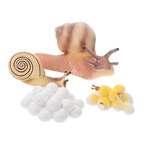NAMOARLY 1 Set Simulation Figuren Lebenszyklus Der Schneckenverzierung Kids Lernspielzeug von NAMOARLY