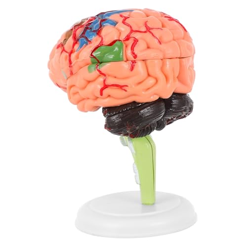 NAMOARLY 1 Stück Experimentelle Lehrmedizin Anatomiemodell Gehirn Mann Blutgefäßmodell Medizinisches Zerebrovaskuläres Modell Anatomie Schädelarterienmodell Anatomisches Modell Pvc von NAMOARLY
