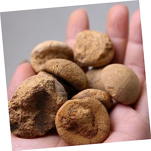 NAMOARLY 1 Stück Kreatives Seeigel Dekorationsmaterial für Wissenschaftsunterricht Lehrmittel für Paläontologie und Archäologie Naturgetreues Design für Desktop Dekoration NAMOARLY 1 Stück Kreatives Seeigel Dekorationsmaterial für Wissenschaftsunterricht Lehrmittel für Paläontologie und Archäologie Naturgetreues Design für Desktop Dekoration von NAMOARLY