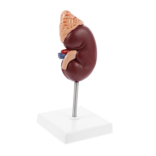 NAMOARLY 1 Stück Nebennieren-Modell Nierenmodell Modell der anatomischen Organe Biologie Demonstrationsmodell Bildungsmodell Nierendissektionsmodell Nierendissektionsstütze Plastik von NAMOARLY