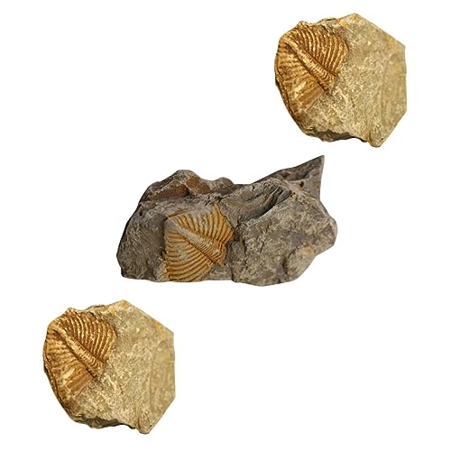 NAMOARLY 3st Trilobiten- Gliederfüßer Bausatz Dinosaurier-partydekorationen Gecko-pflanzen Mit Haube Exemplare Zubehör Für Reptilien Edelstein Dinosaurier- Kork Log Lehrreich von NAMOARLY
