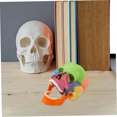 NAMOARLY Farbiges Schädelmodell mit Abnehmbaren Sektionen Anatomisches Lernmodell aus Langlebigem für Medizinstudenten und Schulungen Anschauliche Darstellung Menschlicher NAMOARLY Farbiges Schädelmodell mit Abnehmbaren Sektionen Anatomisches Lernmodell aus Langlebigem für Medizinstudenten und Schulungen Anschauliche Darstellung Menschlicher von NAMOARLY