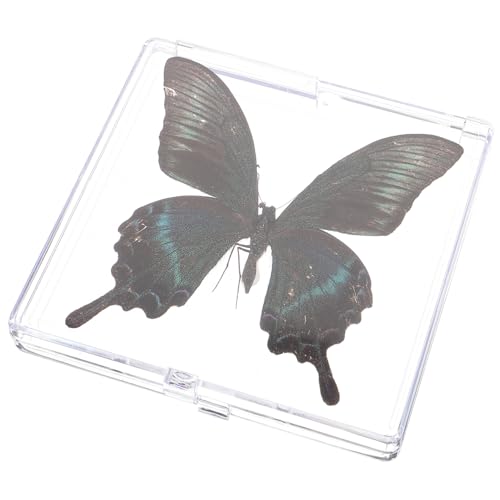 NAMOARLY Schmetterlings-probenbox Ausstellungsexemplar- Schmetterlings-top- Schmetterlings- Proben-ausstellungsbox Für Den Schreibtisch von NAMOARLY