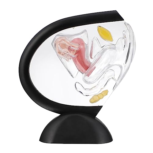 NAMOARLY Transparentes Uterus-Modell sichtbar Struktur Organ menschliches Modell Teile Gebärmuttermodell Transparentes Uterusmodell werkzeug Lehrmittel Angebot für den Orgelunterricht PVC von NAMOARLY