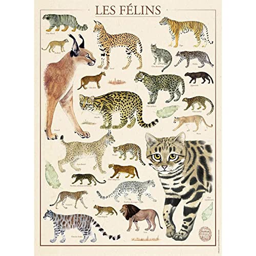 Nathan 87292 Puzzle 500 Teile - Die Katzen/Nationalmuseuum Naturgeschichte - Erwachsene und Kinder ab 12 Jahren - Hochwertiges Puzzle - Nostalgie Collection Nathan 87292 Puzzle 500 Teile - Die Katzen/Nationalmuseuum Naturgeschichte - Erwachsene und Kinder ab 12 Jahren - Hochwertiges Puzzle - Nostalgie Collection von Ravensburger