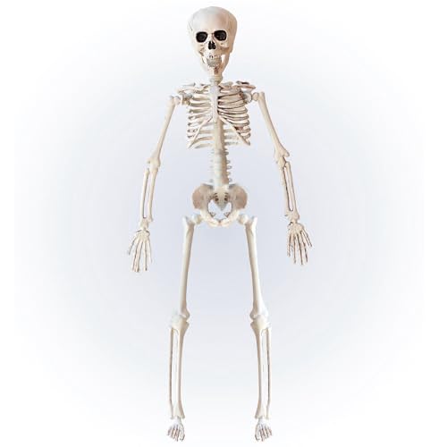 NET TOYS Gruseliges Halloween Deko Skelett - Weiß 40 cm - Unheimliche Party-Horrordeko Skull Gerippe zum Aufhängen NET TOYS Gruseliges Halloween Deko Skelett - Weiß 40 cm - Unheimliche Party-Horrordeko Skull Gerippe zum Aufhängen von NET TOYS