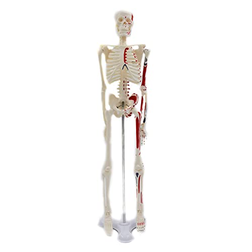 Farbiges menschliches Skelett-Modell, farbig, 45 cm Höhe, für Unterricht, Lernen, Bildung, Display, Werkzeug, Farbiges menschliches Skelettmodell für Anatomie, kleine Studien von NGCG