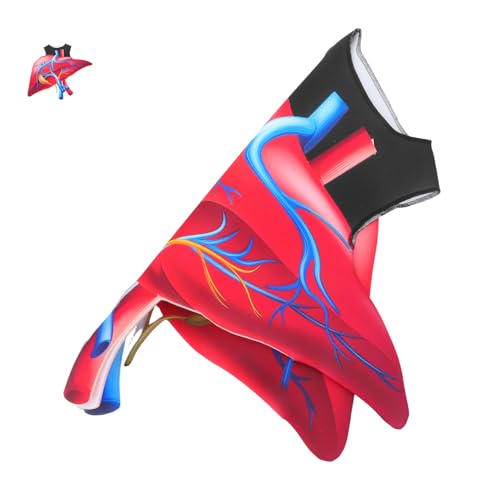 NIYANGLE Halloween Herz Kostüm aus Weichem Schwamm Realistisch Digital Bedruckt Edukatives Organ Cosplay Body für Schule Party Bühnenauftritte Einzigartiges Valentine Halloween Outfit NIYANGLE Halloween Herz Kostüm aus Weichem Schwamm Realistisch Digital Bedruckt Edukatives Organ Cosplay Body für Schule Party Bühnenauftritte Einzigartiges Valentine Halloween Outfit von NIYANGLE