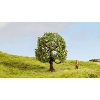 NOCH 20145 Baum Apfelbaum 80mm 1St. NOCH 20145 Baum Apfelbaum 80mm 1St. von NOCH